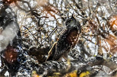 Bird at The Hidden Valley
