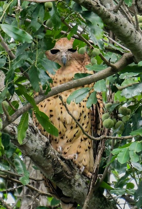 Birdwatching at The Hidden Valley