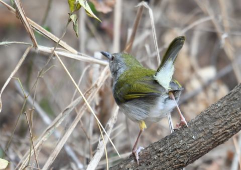 Bird at The Hidden Valley