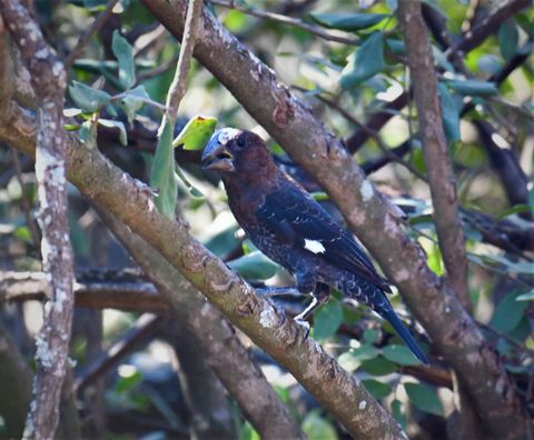 Bird at The Hidden Valley