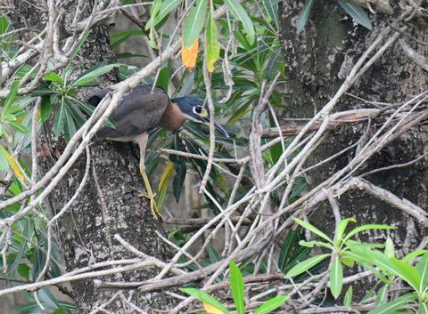 Bird at The Hidden Valley