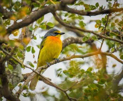 Bird at The Hidden Valley