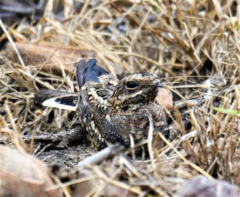 Bird at The Hidden Valley
