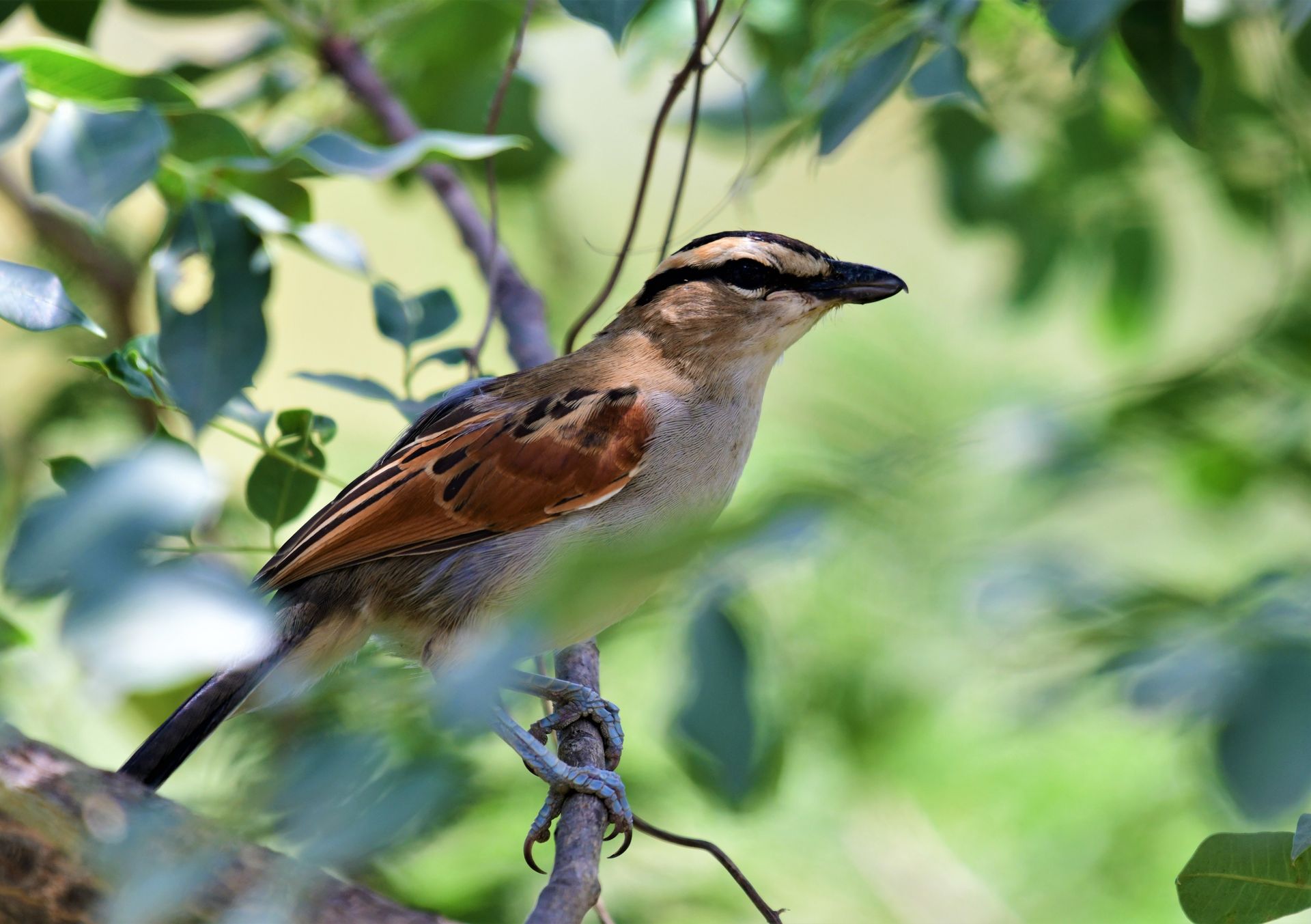 Colorful bird perched on a branch along the river
