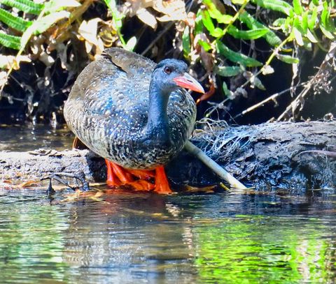 River trail through the forest