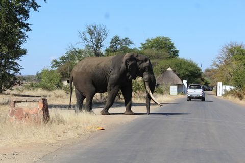 Guided safari in Kruger National Park