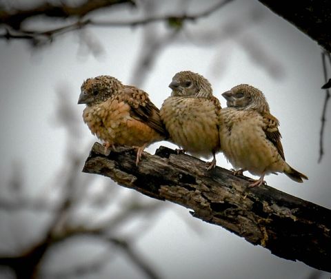 Bird at The Hidden Valley