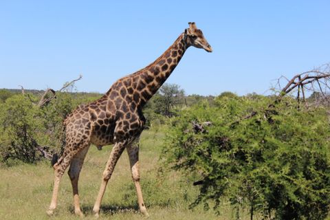 Self-drive through Kruger National Park
